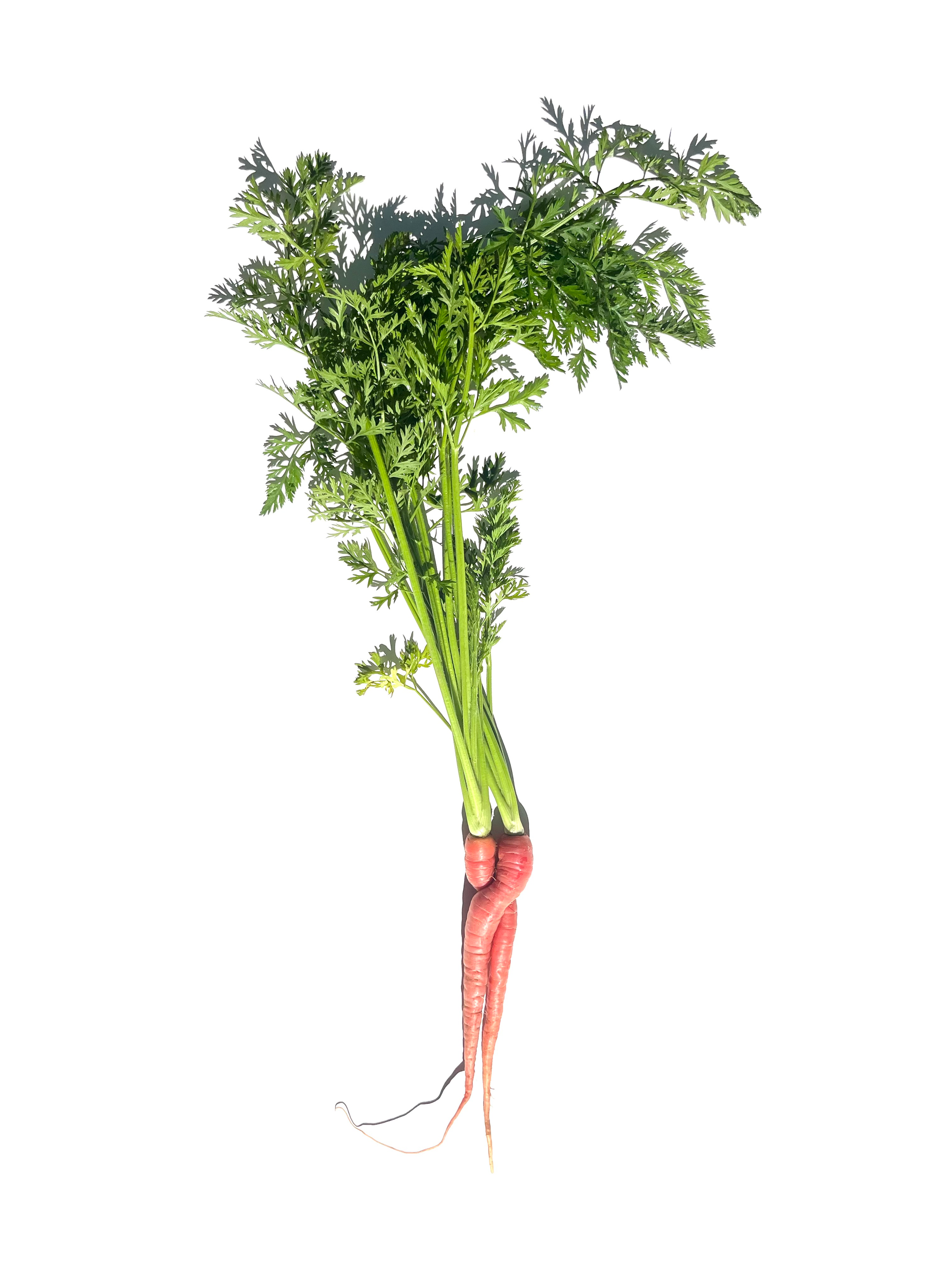 carrot no.2
