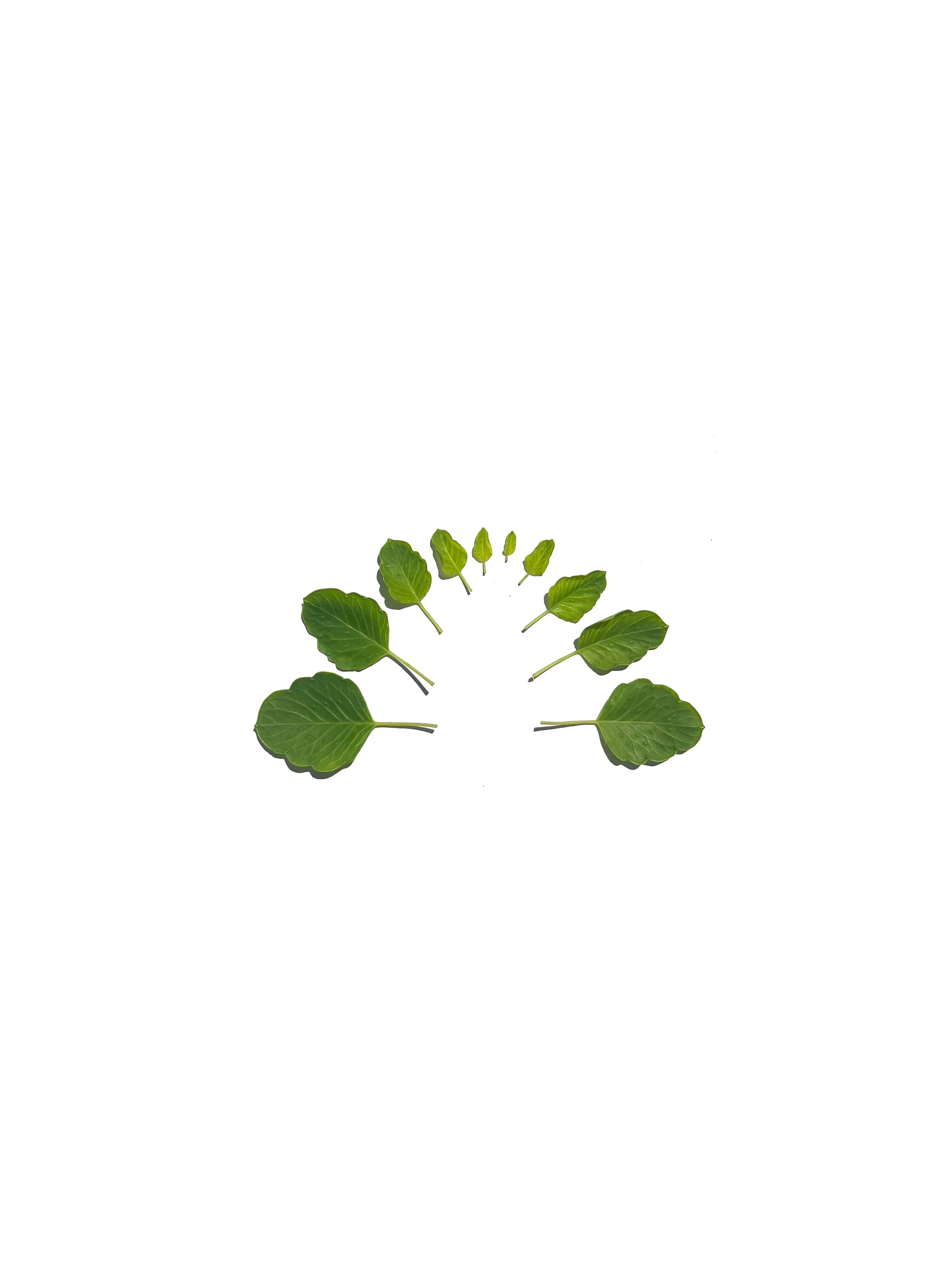 Papalo series
