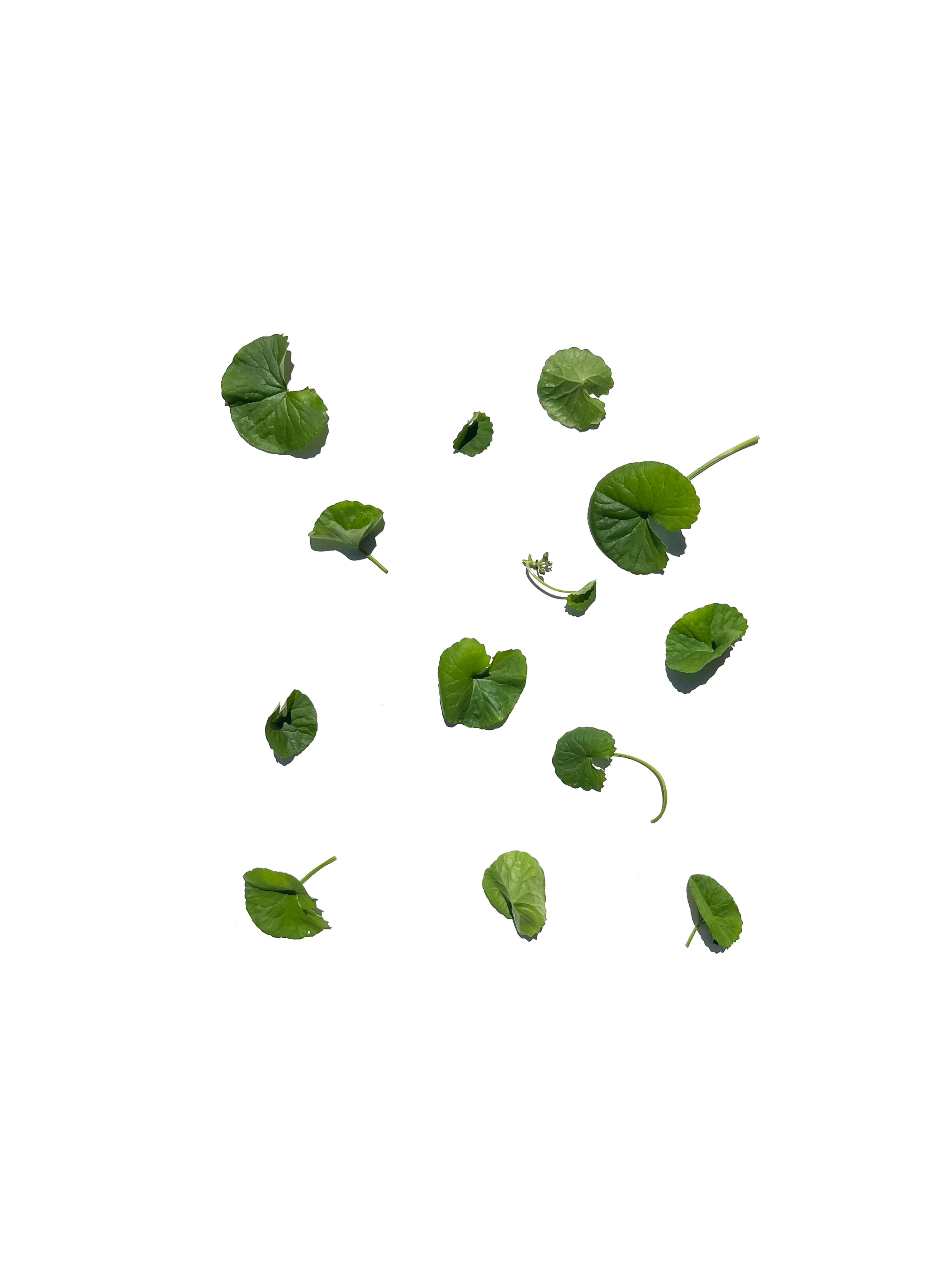gotu kola no.3