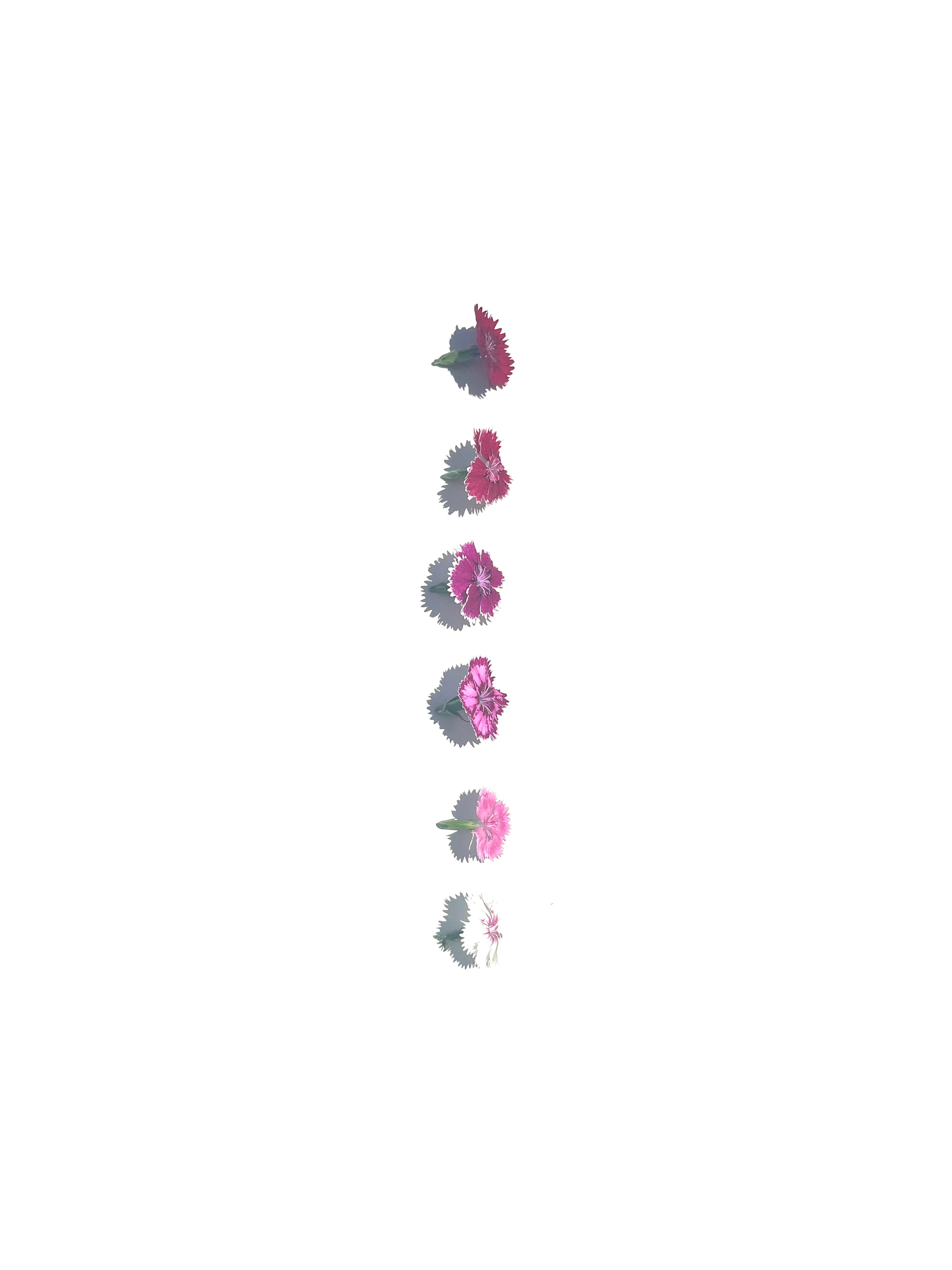 dianthus no.1