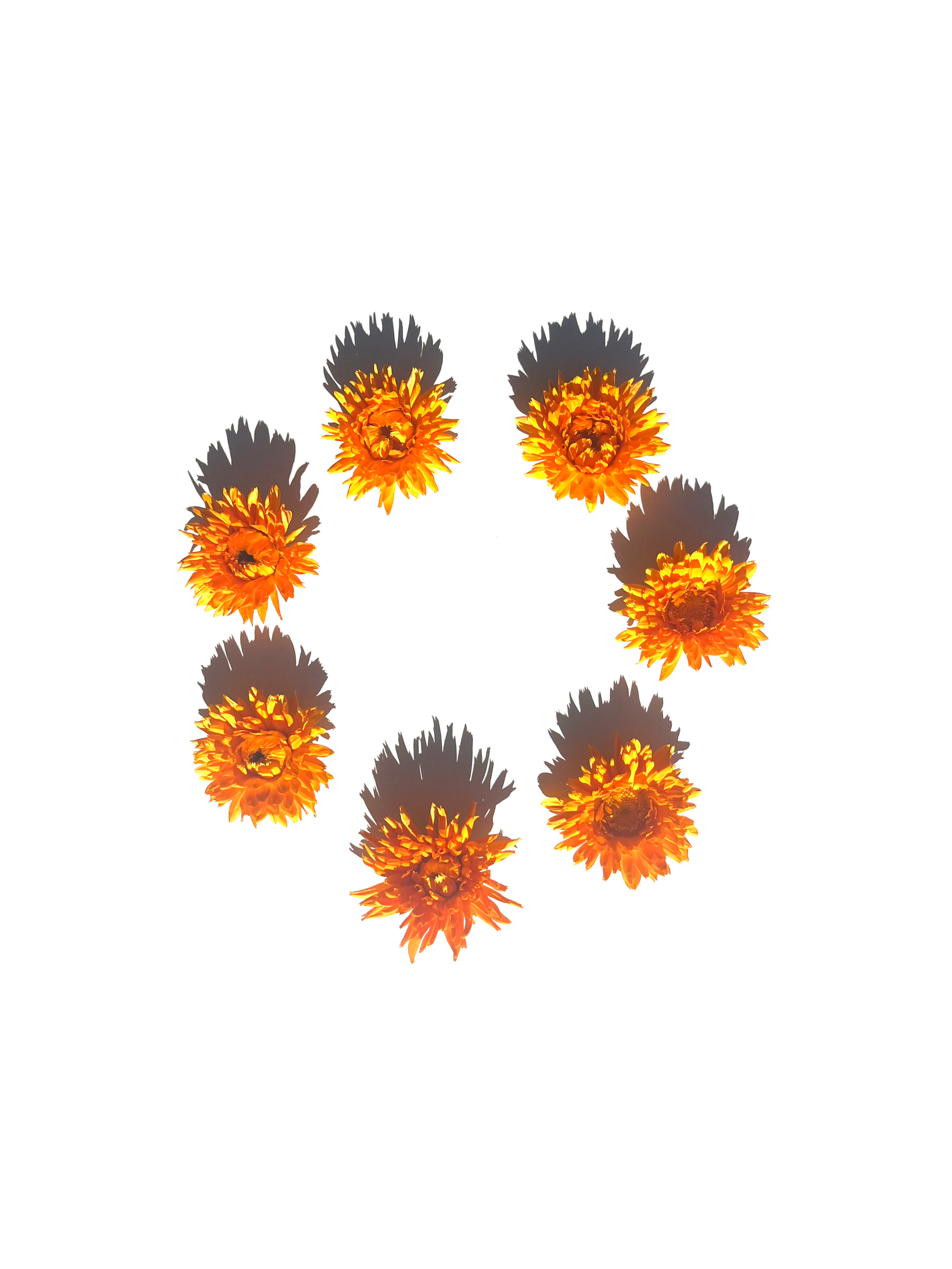 calendula no.3