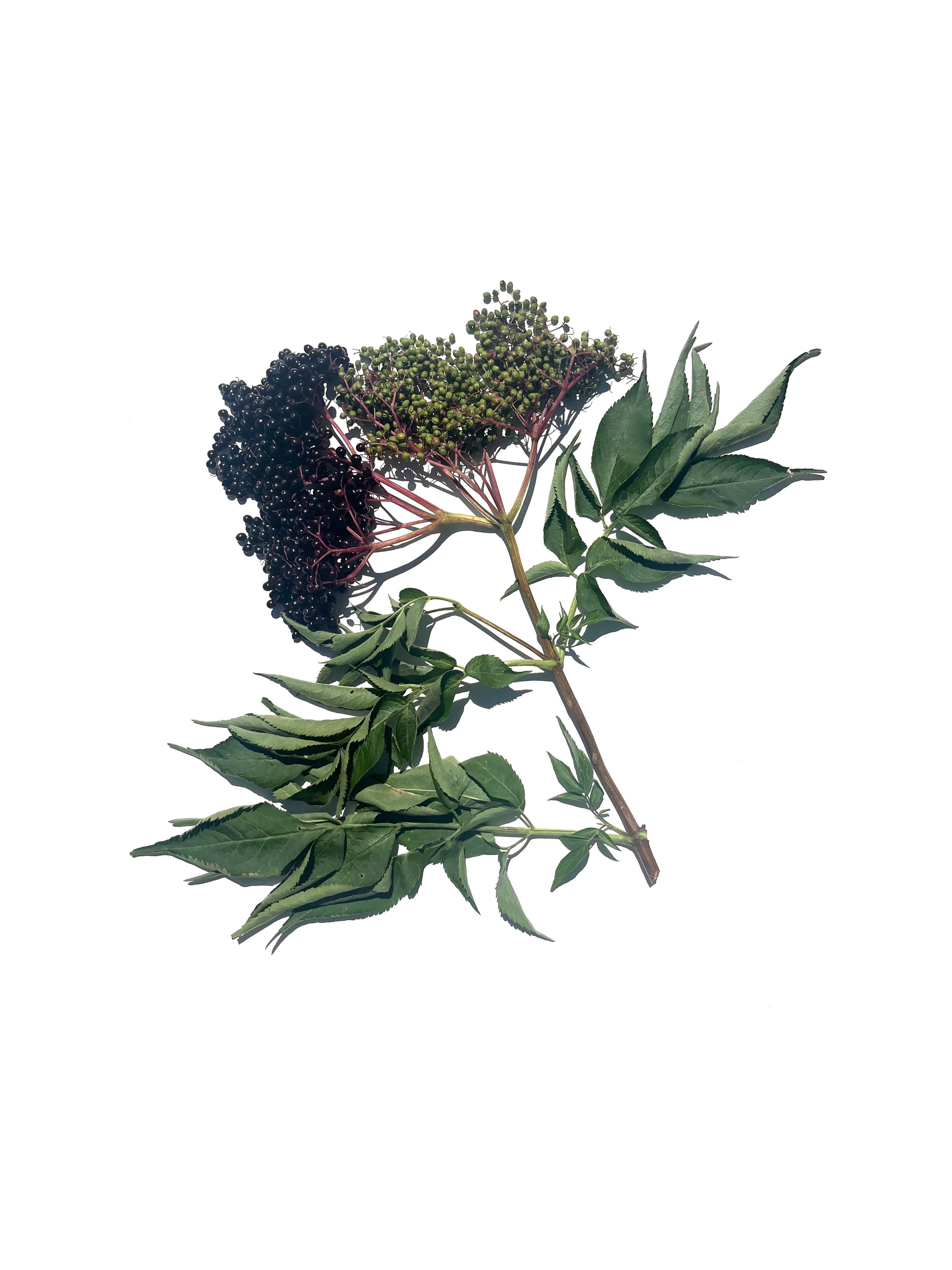elderberry no.1