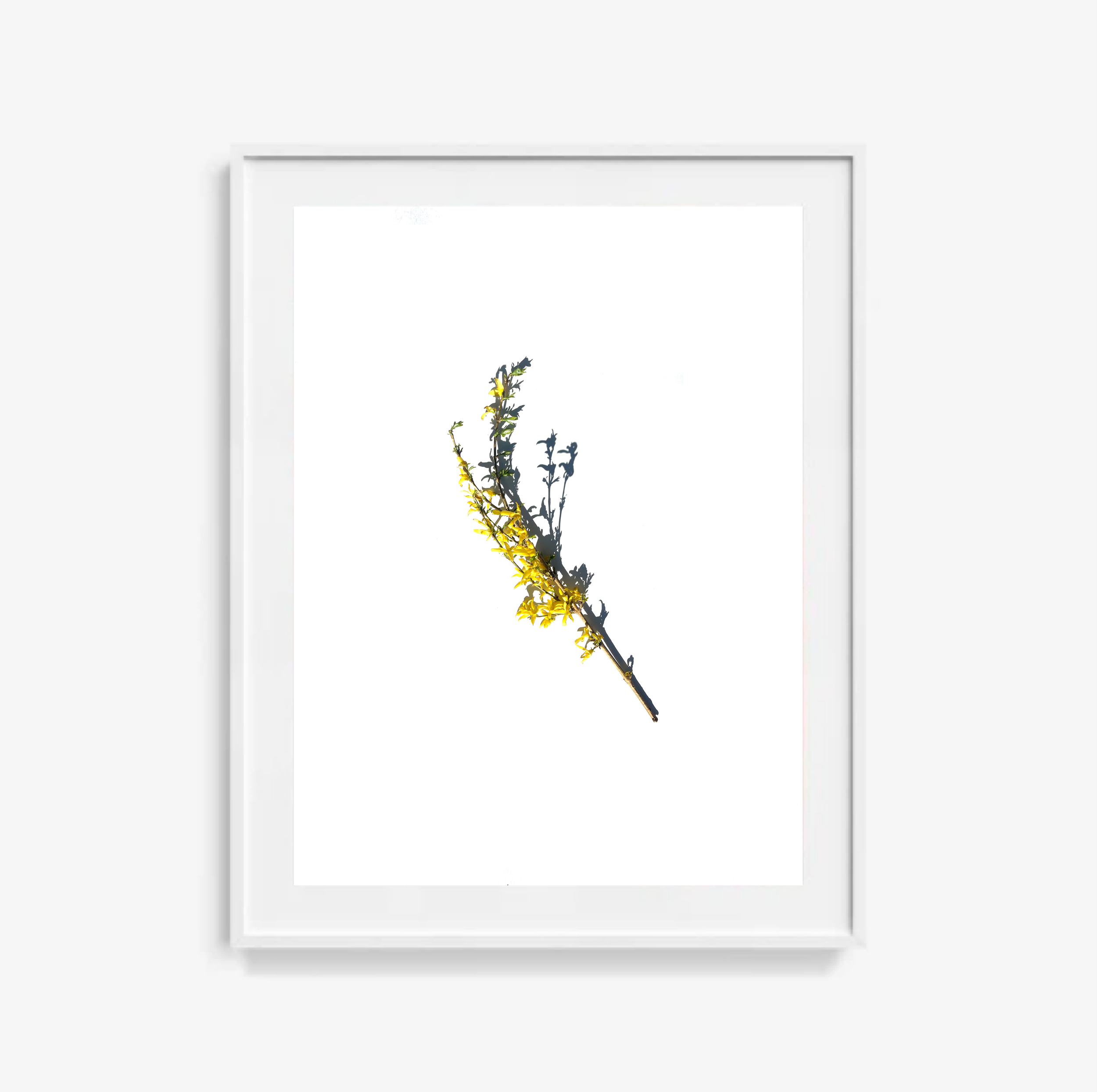 Forsythia No.1 / Art Print