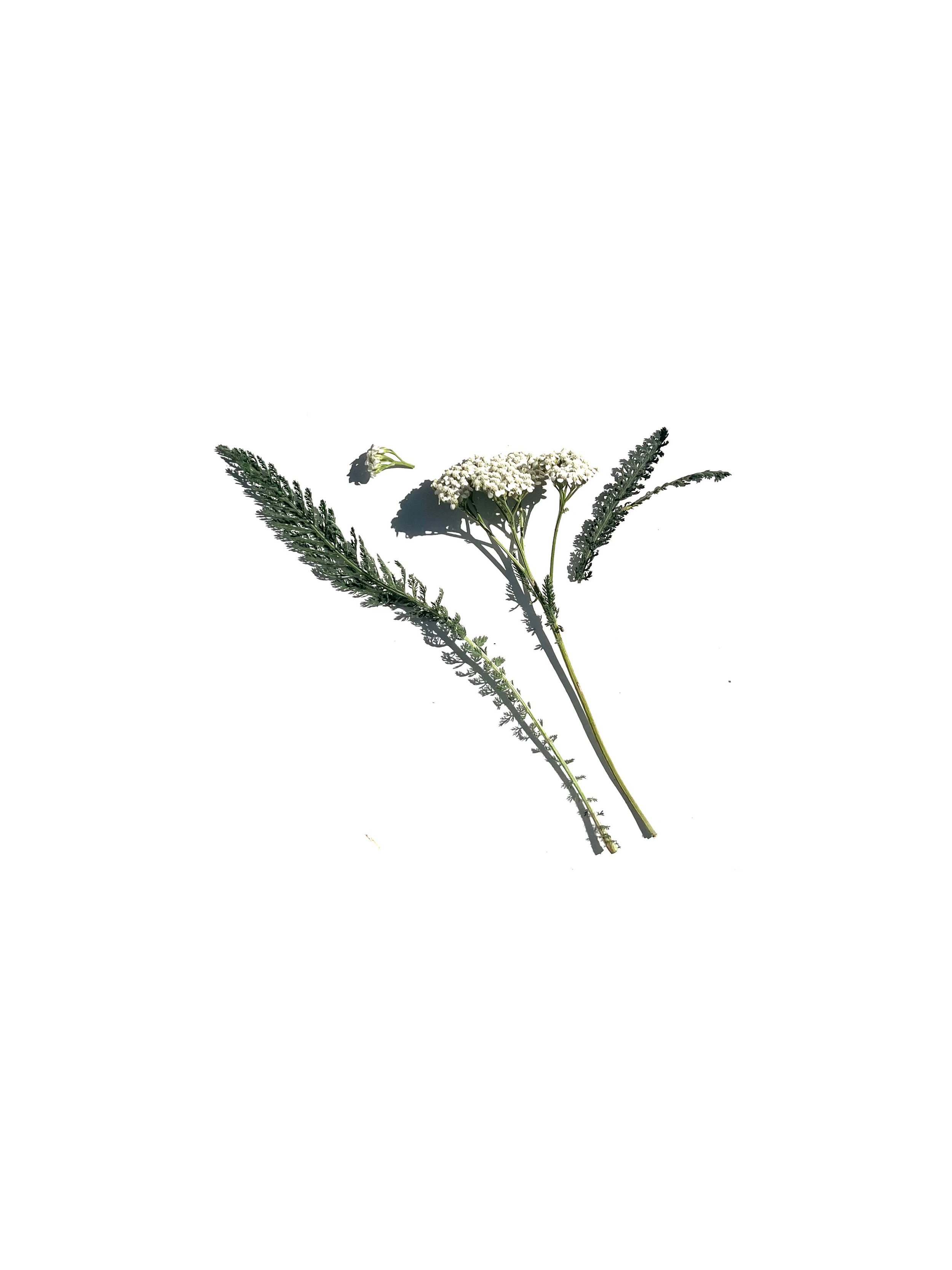 yarrow no.1