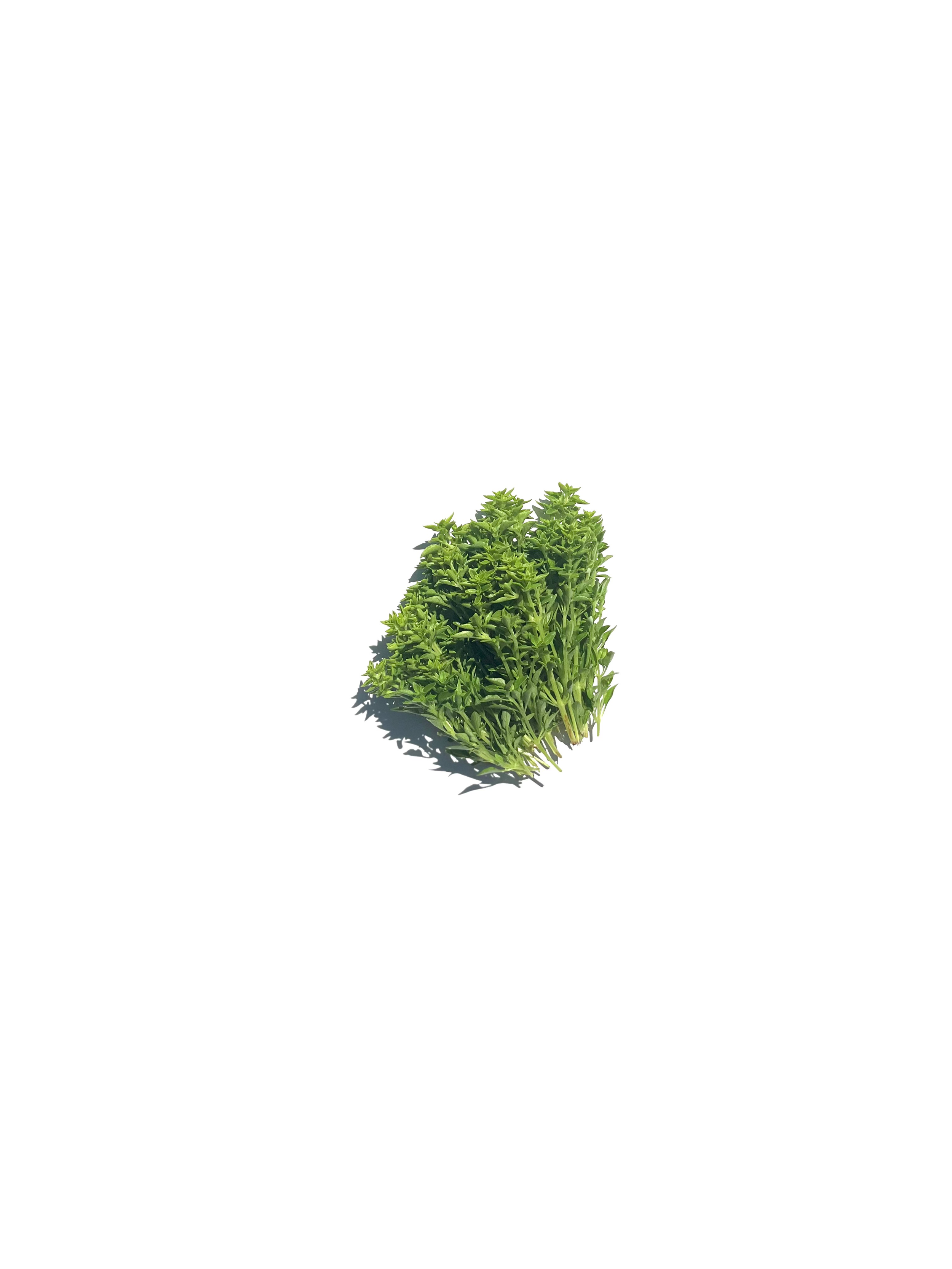 Greek basil no.1