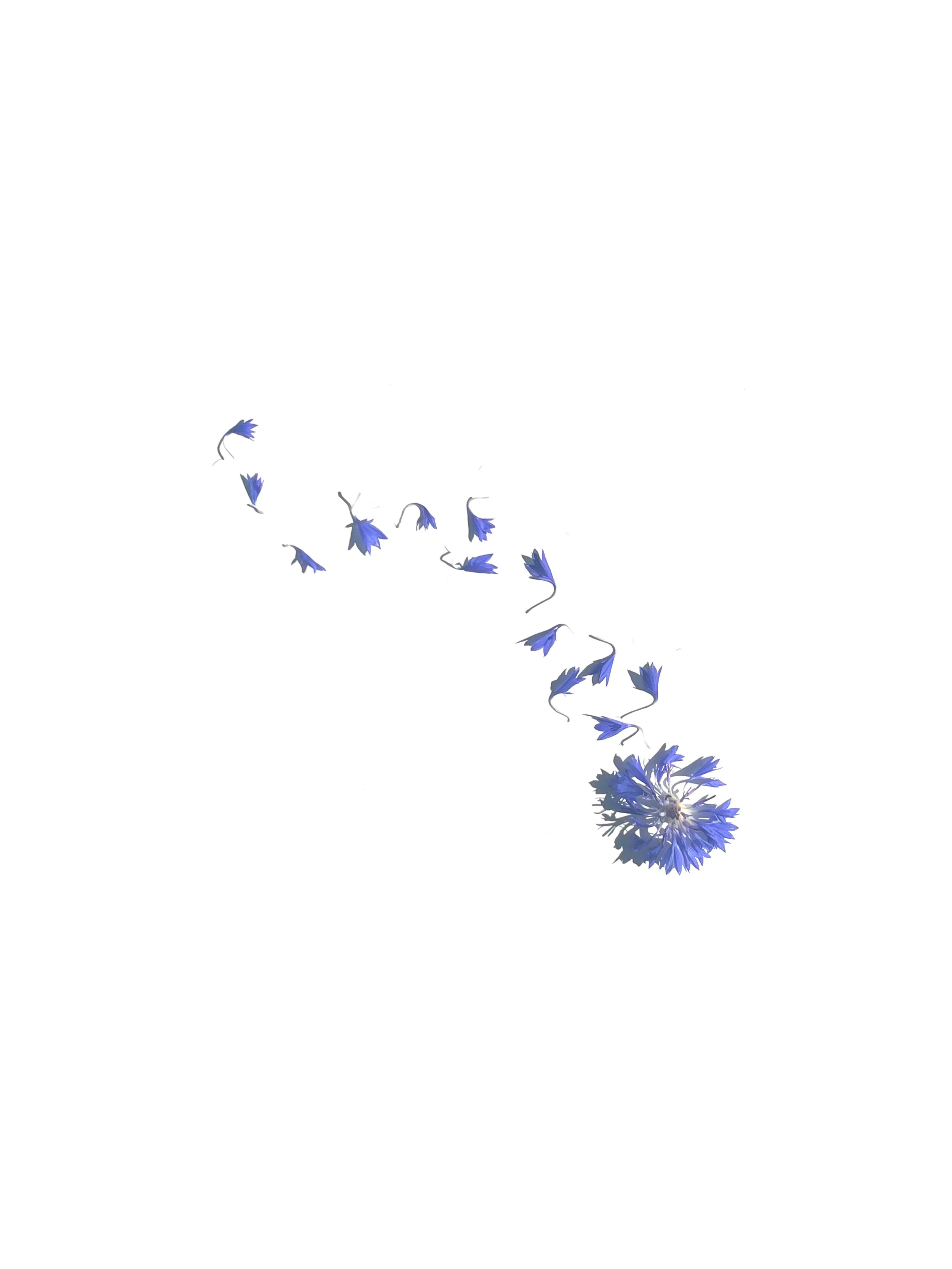 bachelor button no.2