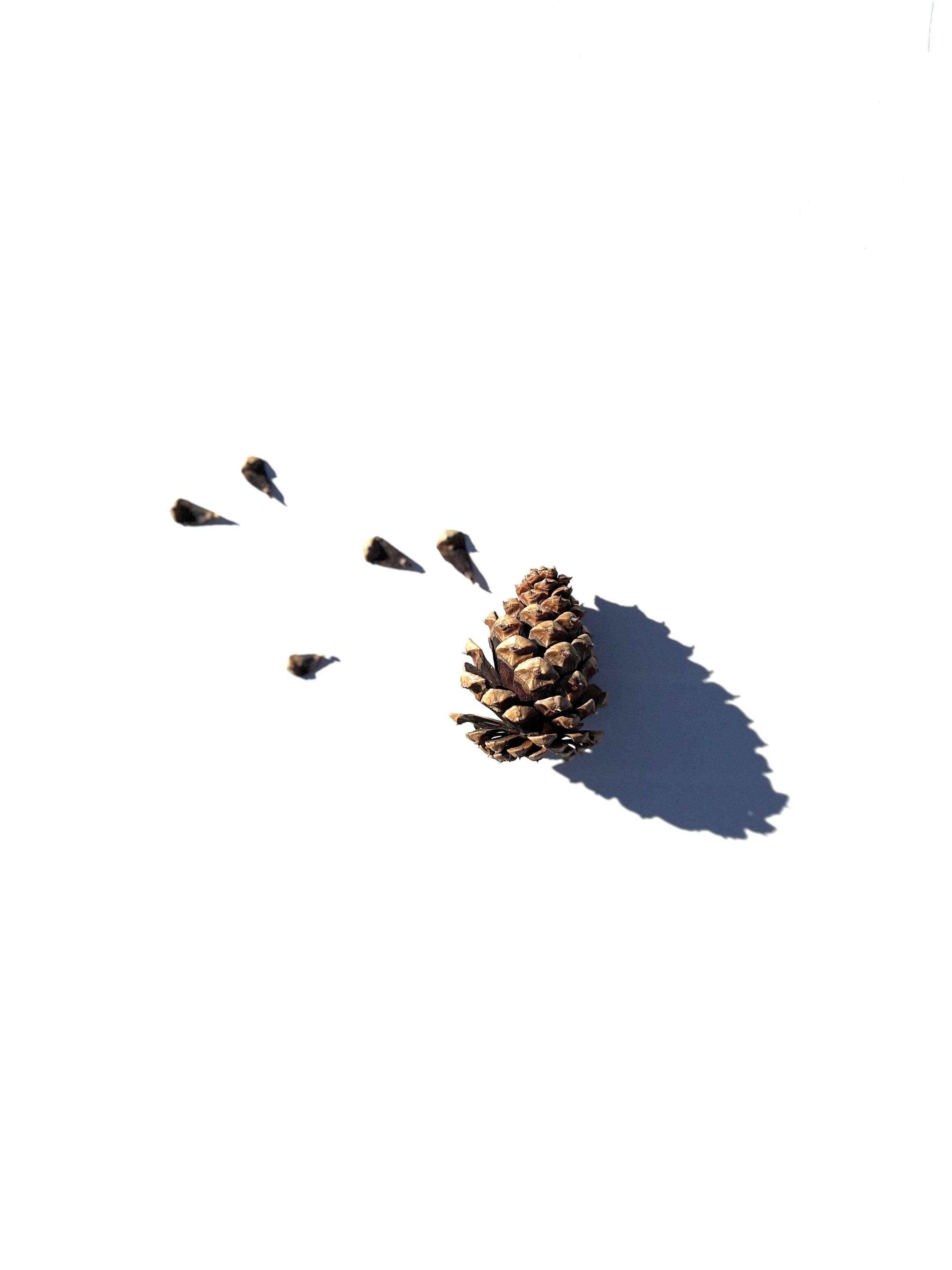 pine cone no.2