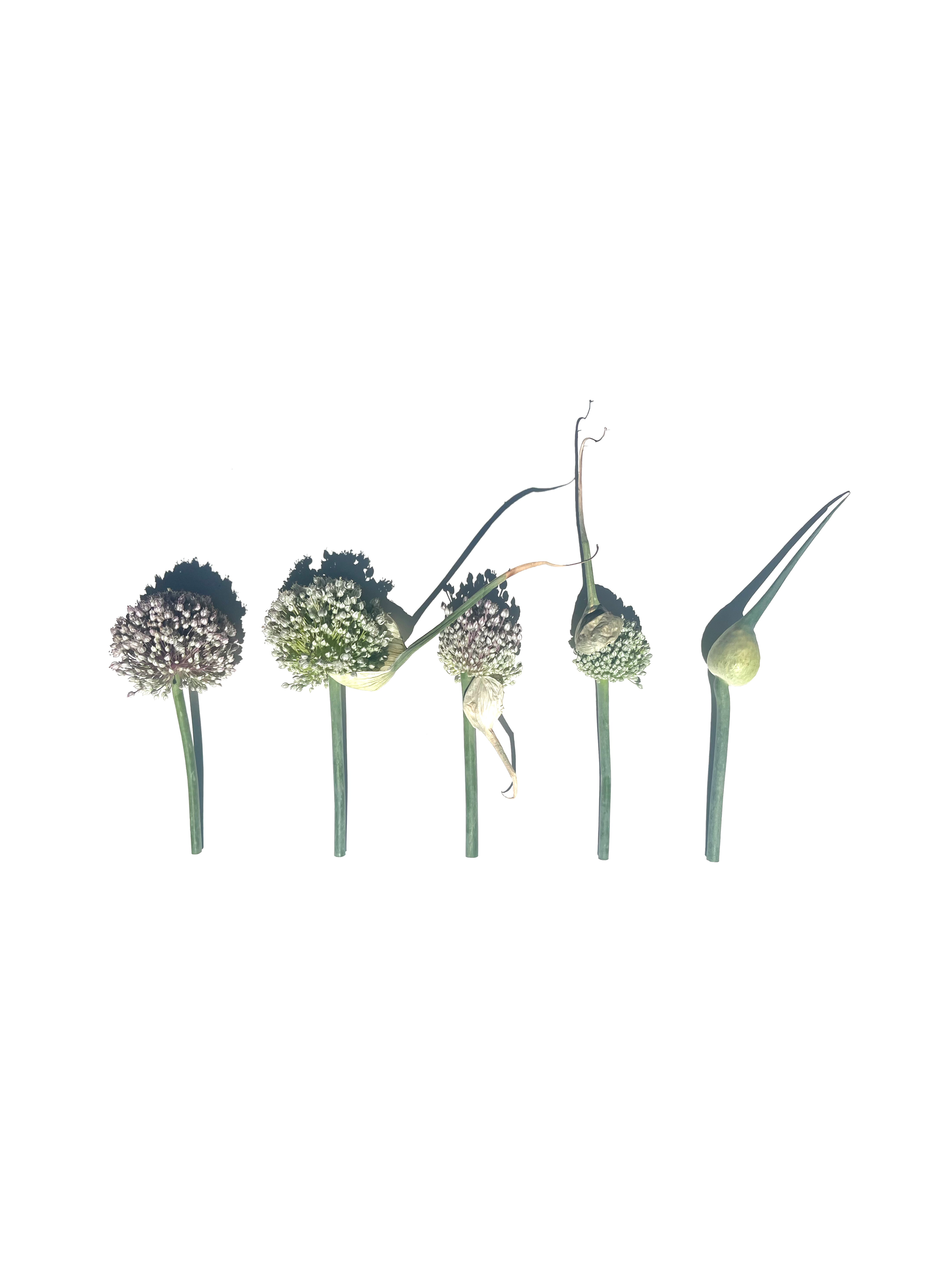 leek flower no.3