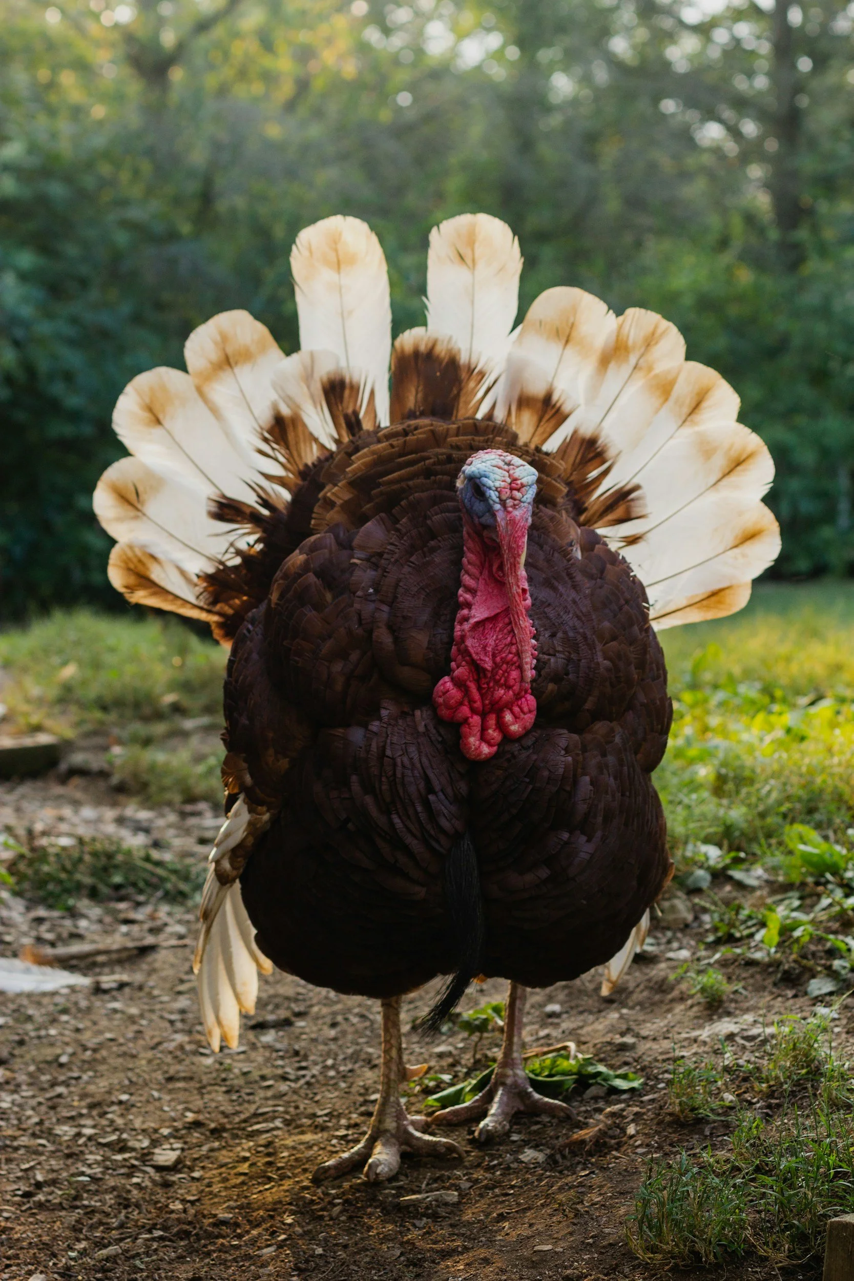 THANKSGIVING
