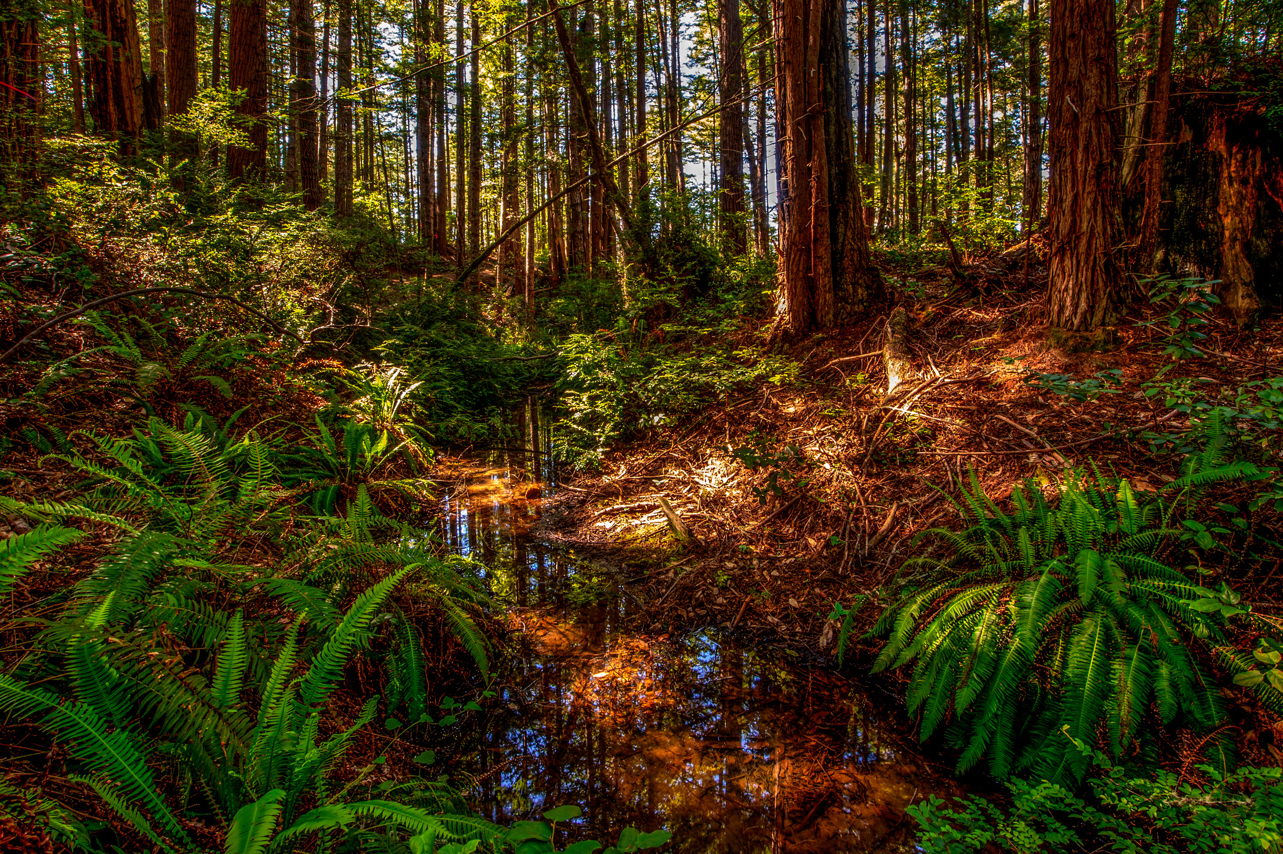 BPF-Pt-A---Forest-Creek.jpg