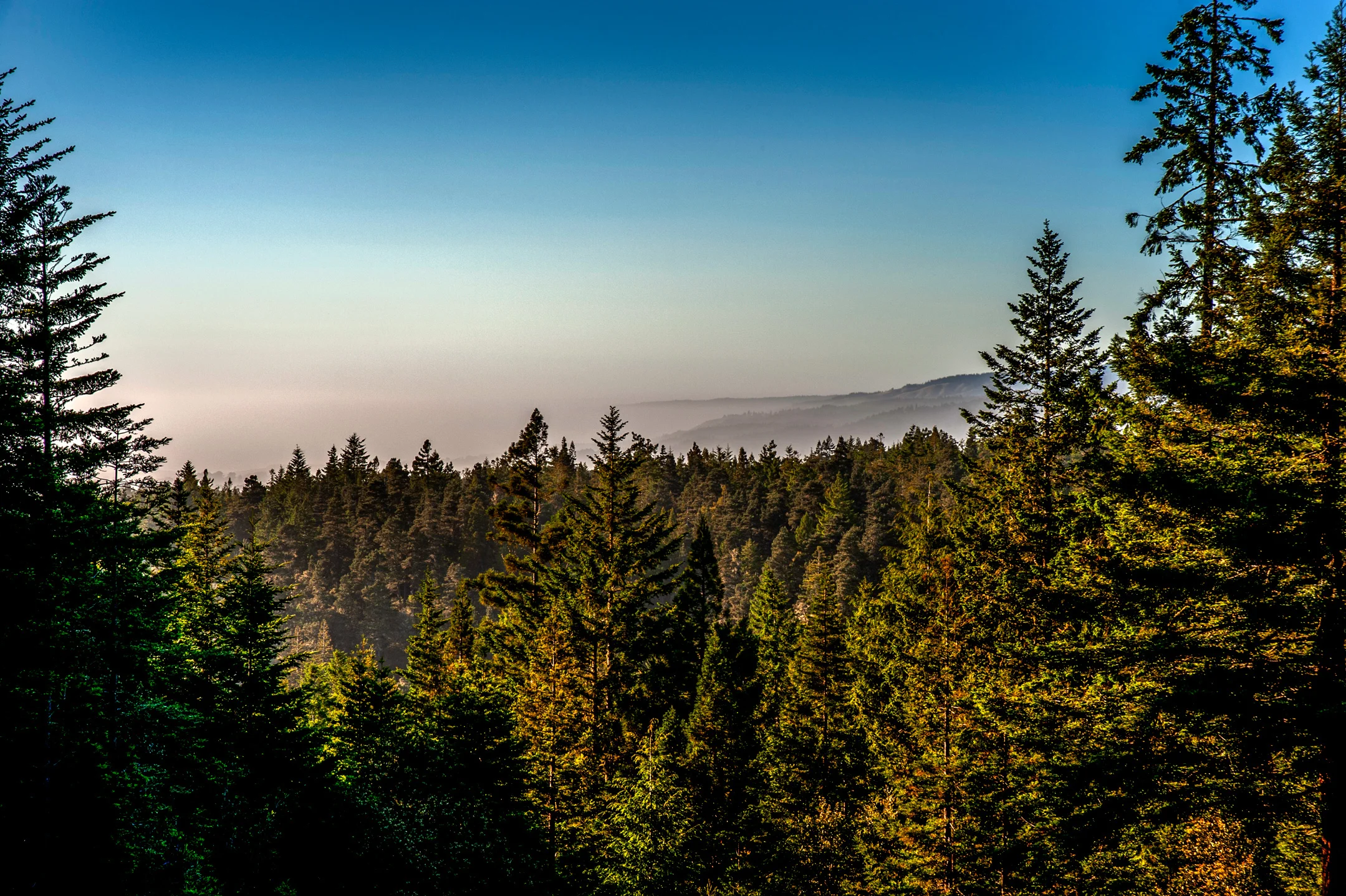 BPF-Pt-A---Forest-(0).jpg