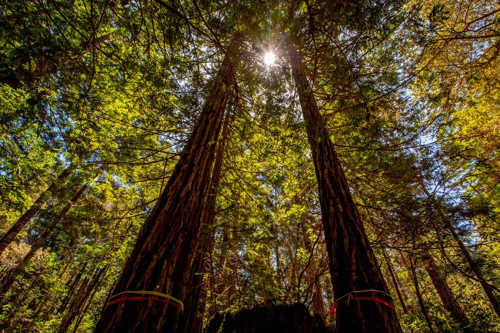 2020 Architecture Merit Award for Better Place Forests