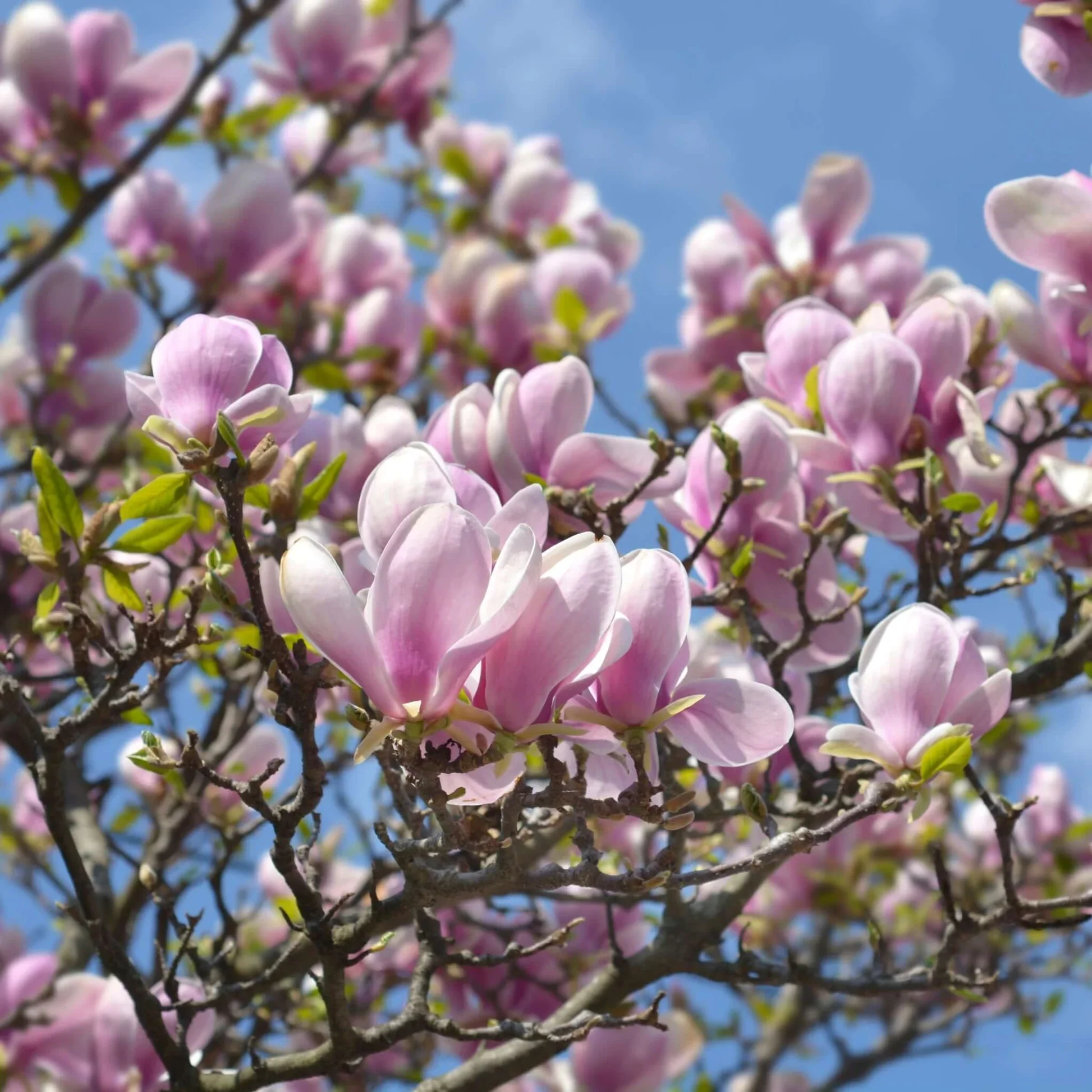 Magnolia_x_soulangeana_3.webp
