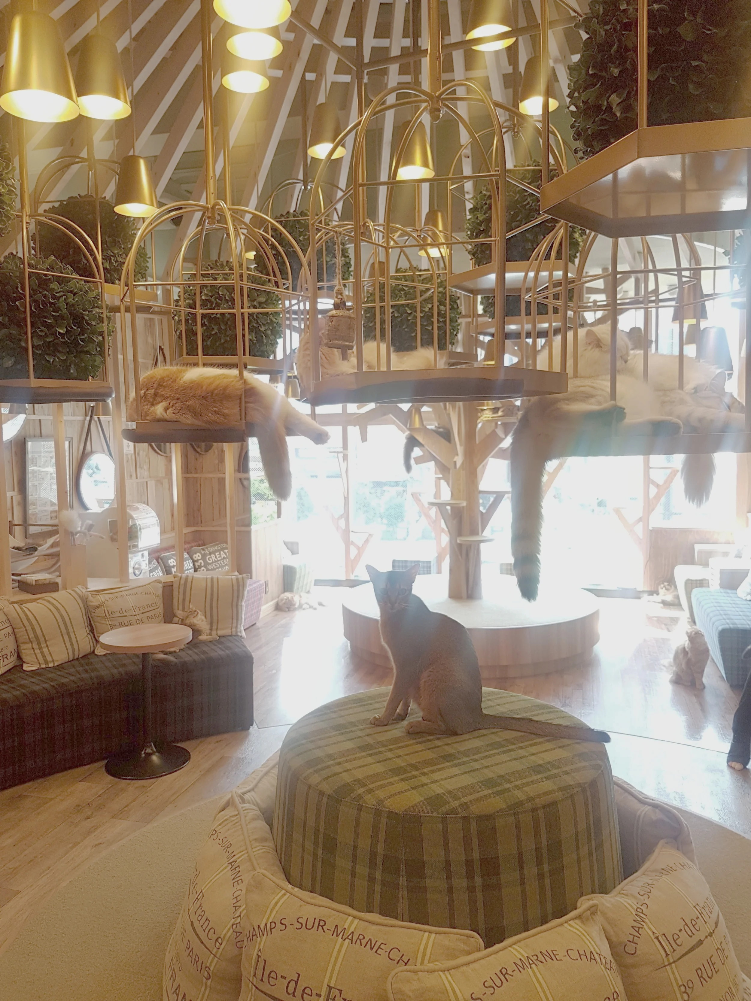 Cat Cafe.jpg