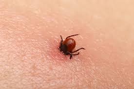 Lyme Update NSHA  Public Health Notice 