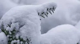 OFFICE CLOSED DUE TO WINTER STORM