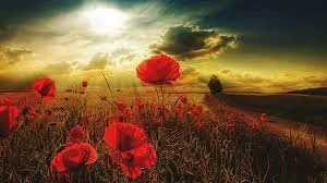 OFFICE CLOSED FOR REMEMBRANCE DAY  11 NOV 2024