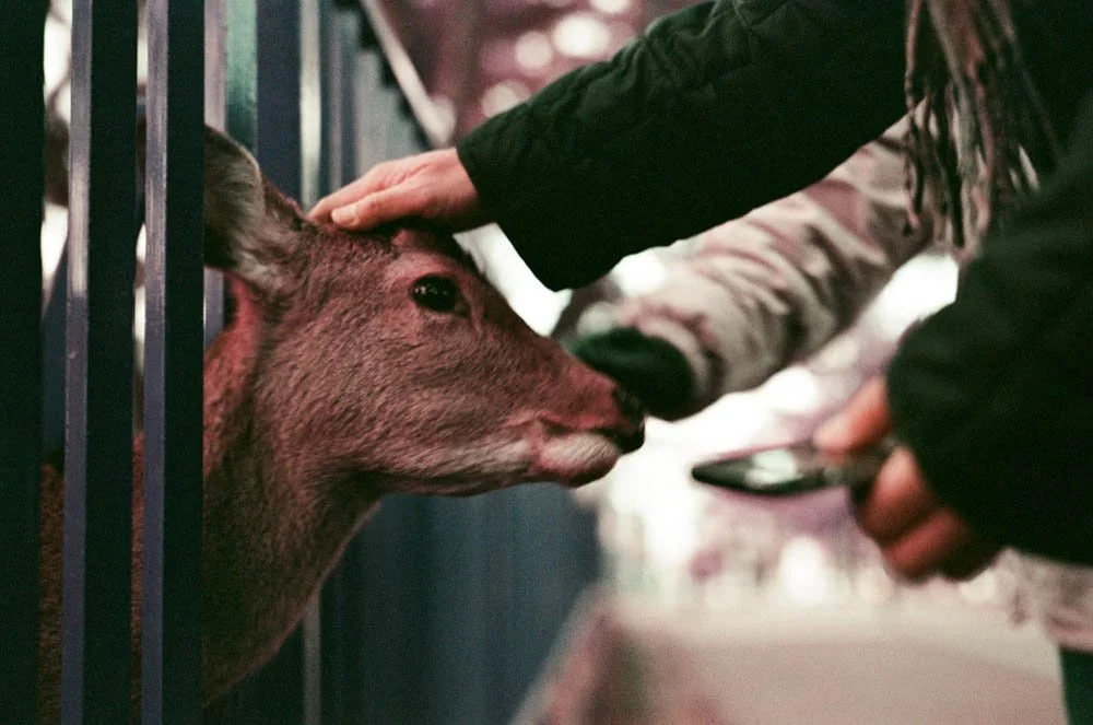 The Lost Woods-44.JPG