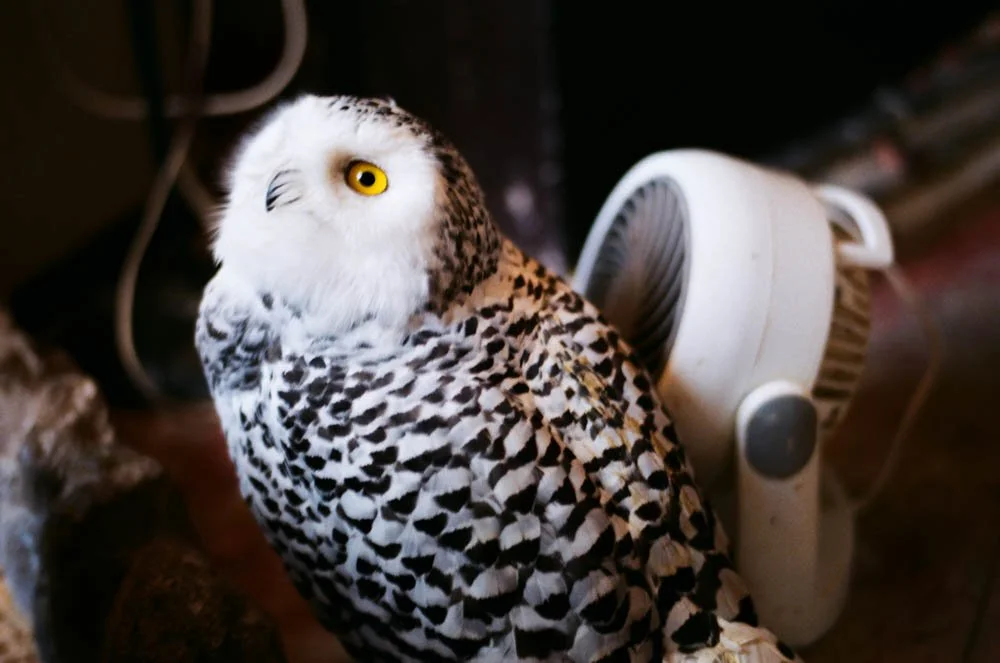 The Lost Woods-30.JPG