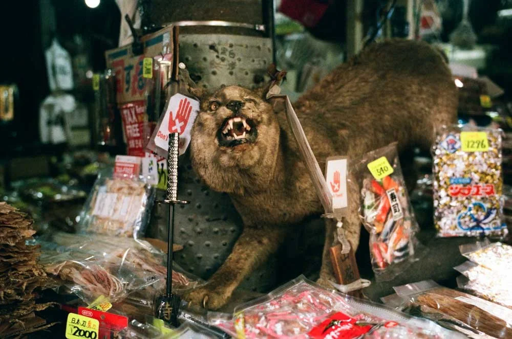 The Lost Woods-16.JPG