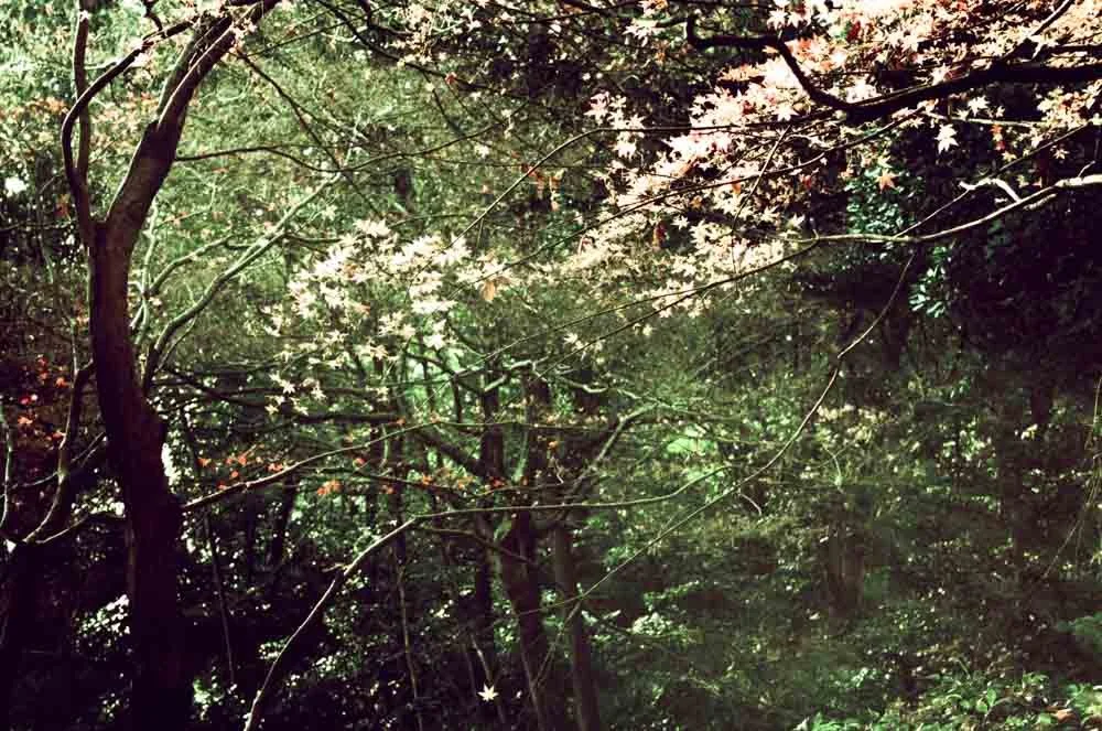 The Lost Woods-06.JPG