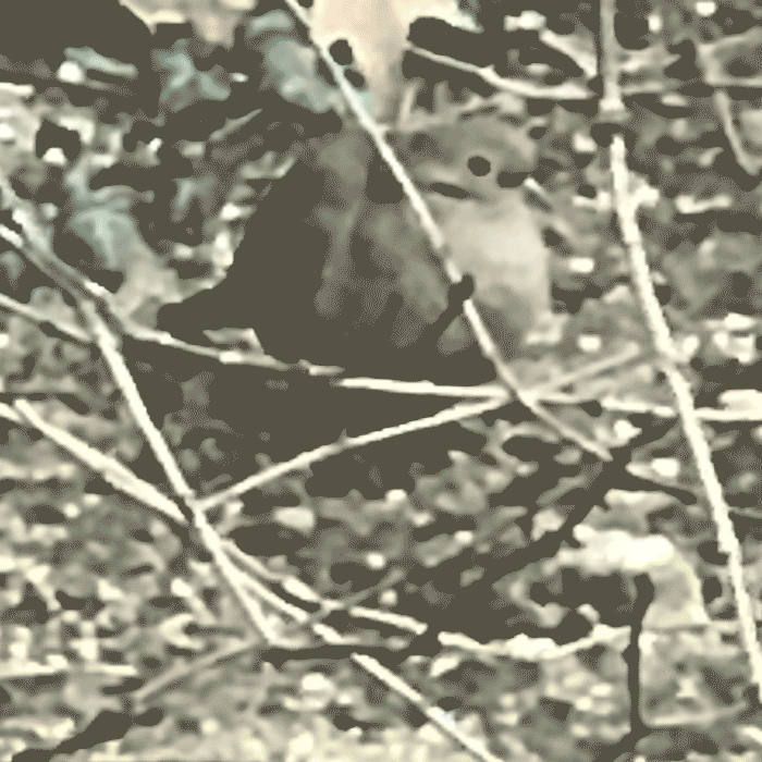 BIRDEYE 2018