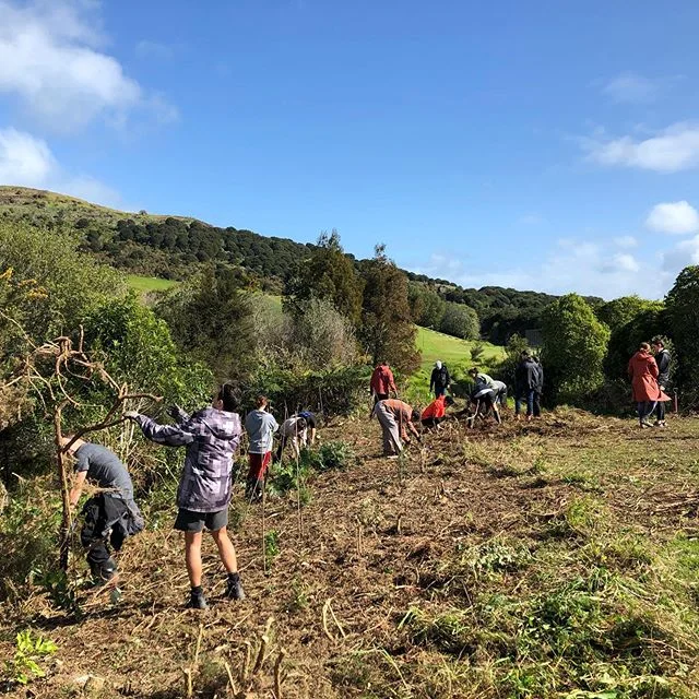 Saturday morning impact - restoring the Rangihoua Wetland on Waiheke. We planted over 250 native trees and cleared the way for further growth! Big shout out to Waiheke Resources Trust for an epic day 🌱