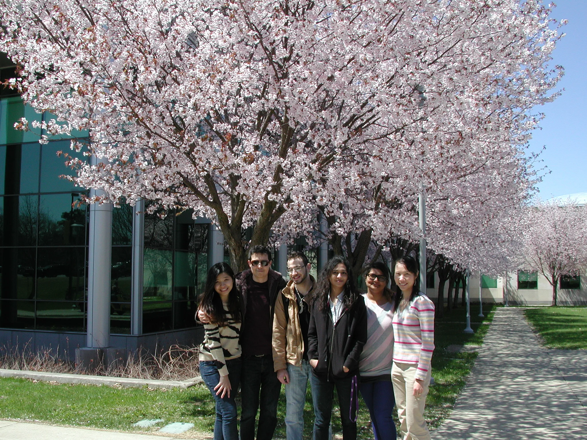 Spring cherry blossom in front of our building