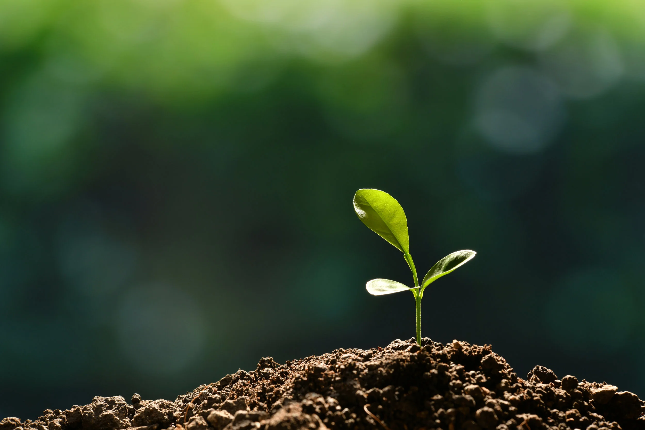 young-plant-PQ2CL89.jpg