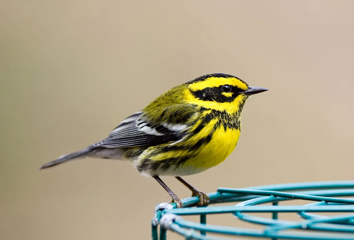 Warbler-Townsend's.jpg