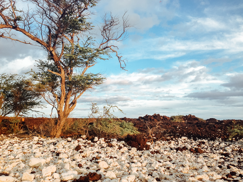 Lava Fields at La Perouse Bay