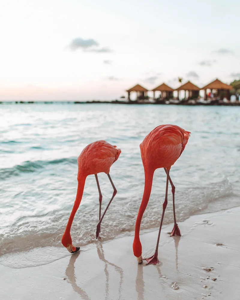 pink-flamingos-1.jpg
