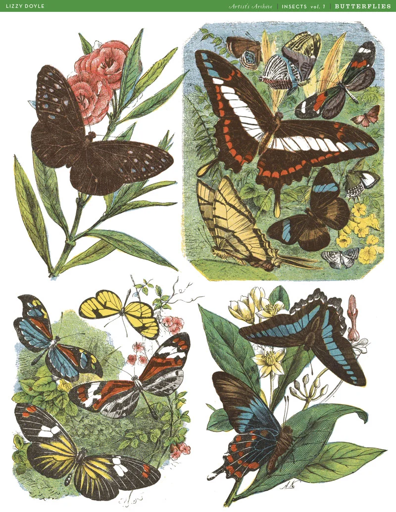 Butterflies_ArtistsArchive25.jpg
