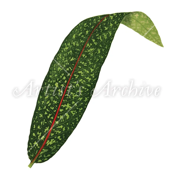 TropcialFoliage008_WM.jpg