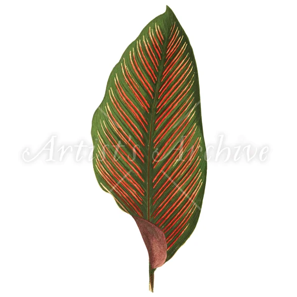 TropcialFoliage011_thumb_WM.jpg
