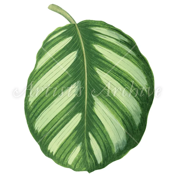 TropcialFoliage012_thumb_WM.jpg