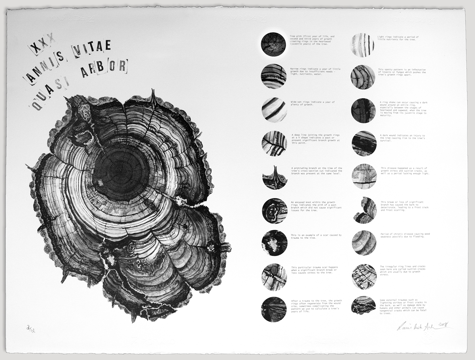XXX annis vitae_full image_lowres.jpg
