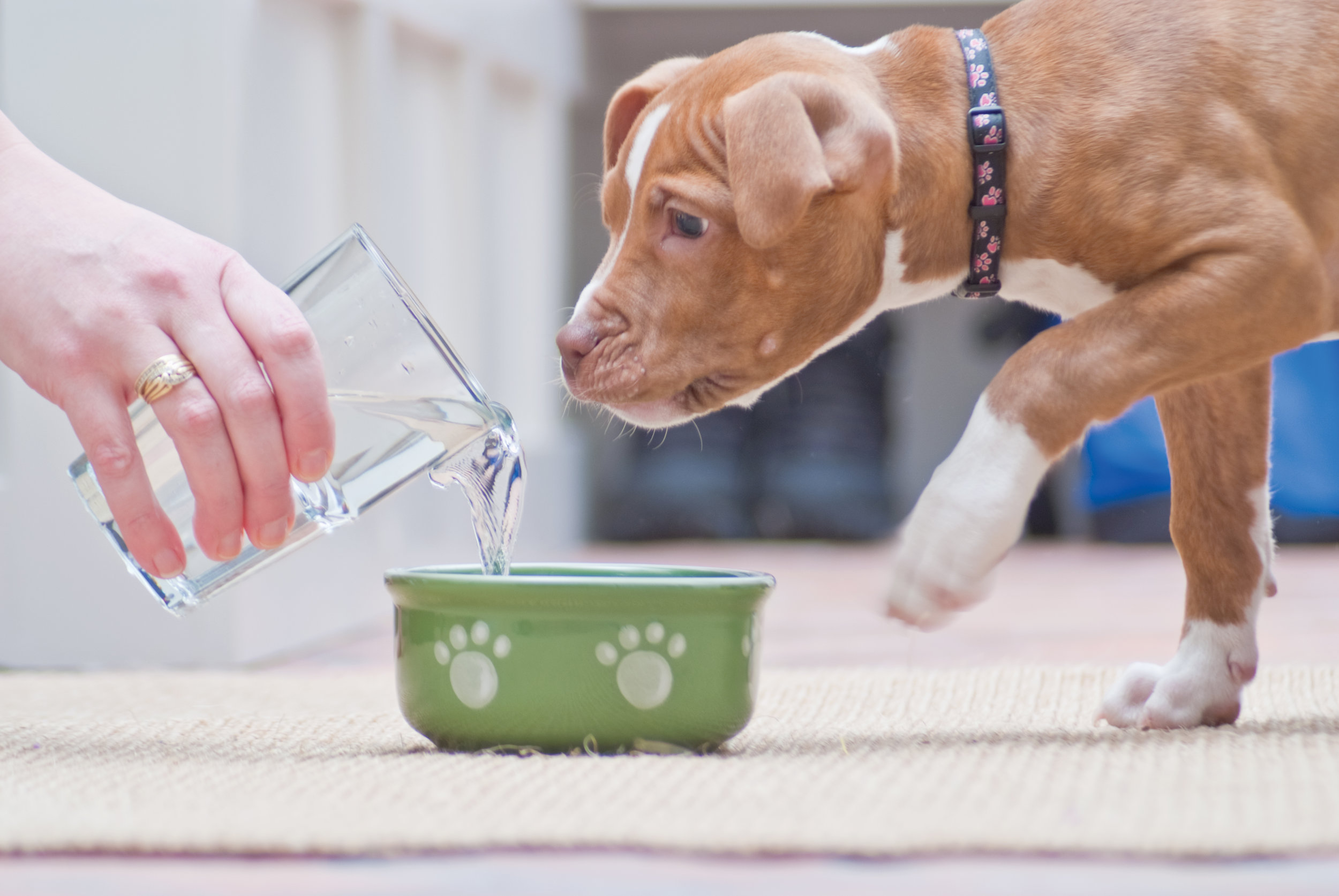 Собака не ест только пьет. Собака пьет. Вода для животных. Миска с водой для животных. Животное пьет воду.