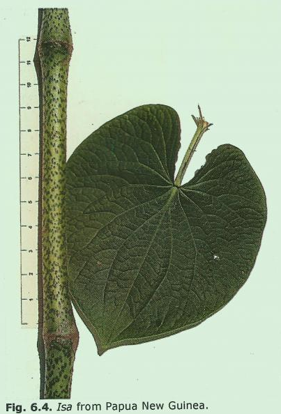 An example of tudei kava from Papua New Guinea