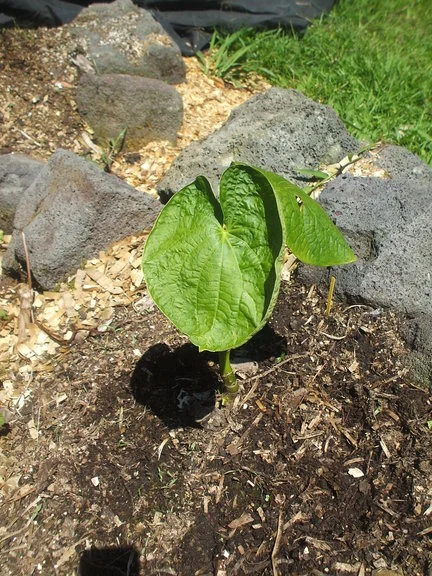 Young (4 months), noble, Hawaiian kava (the Royal variety)