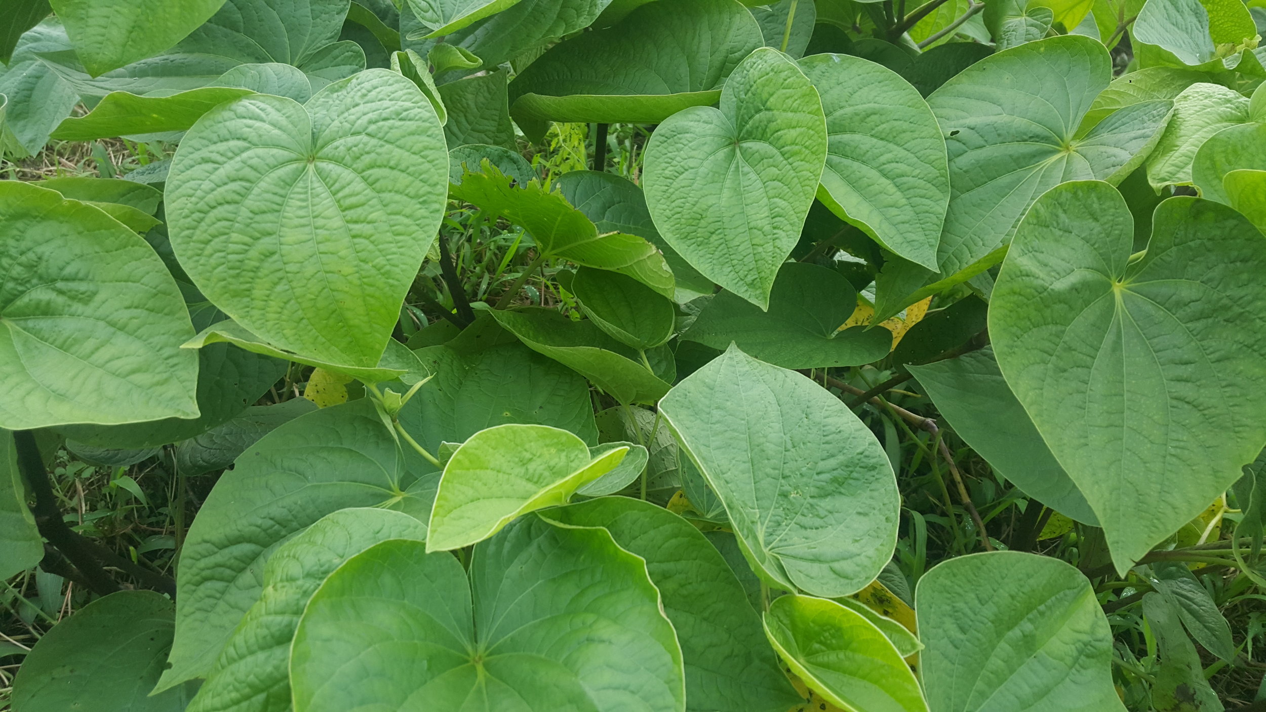 20180214_062136.jpg