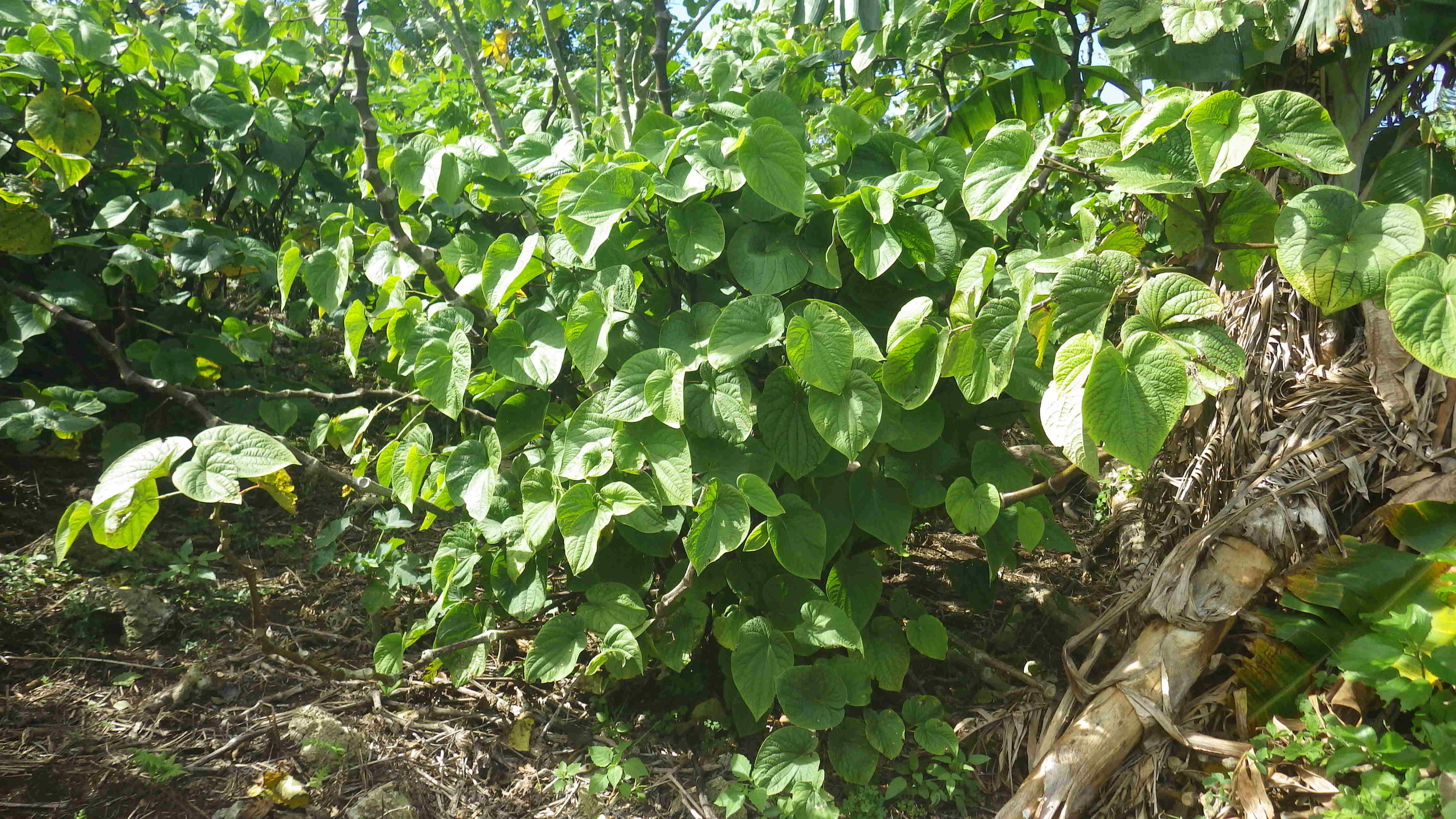 Kava+plant.jpg