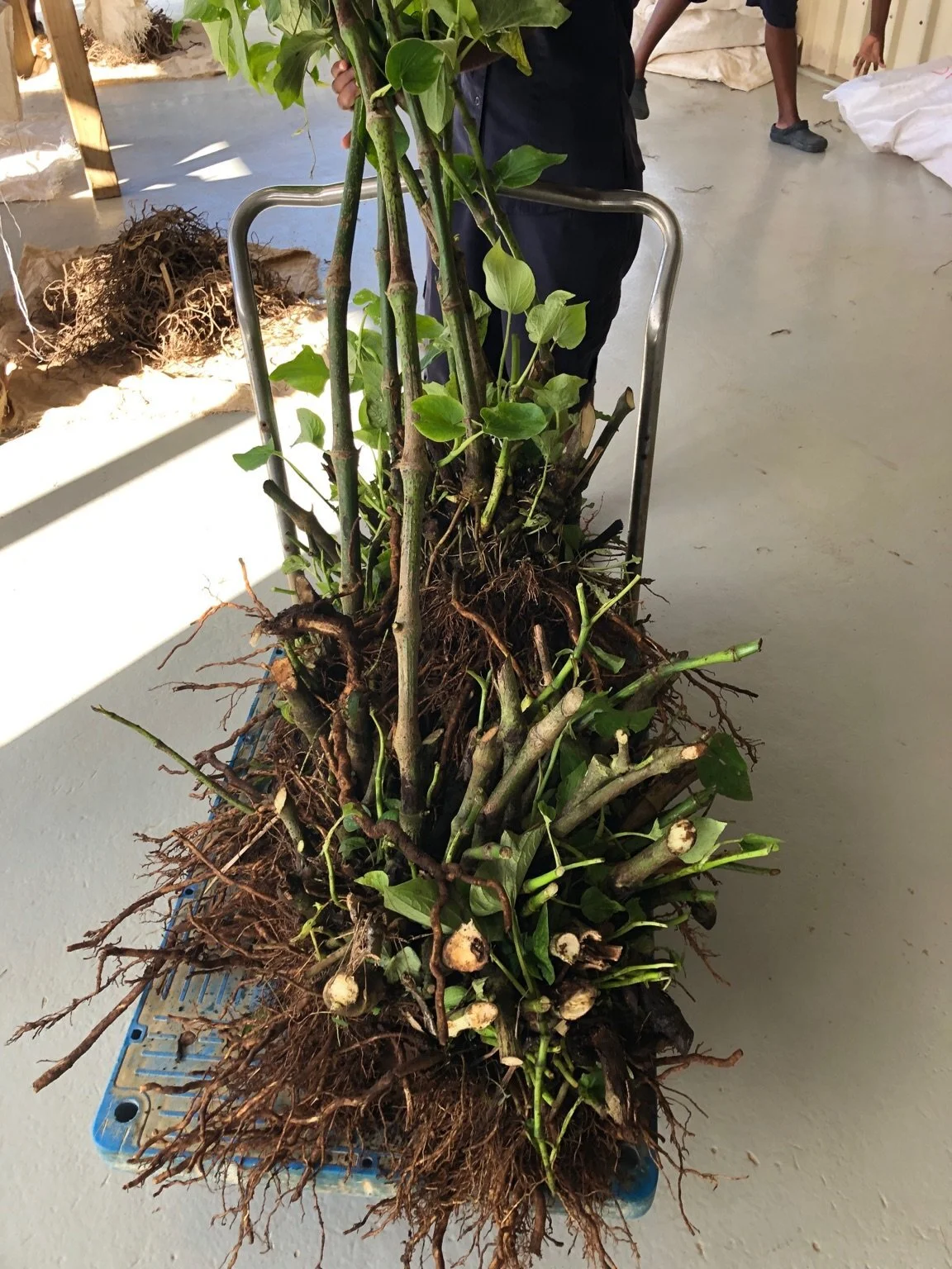 Freshly harvested kava arriving for processing at our partner food-grade facility in Vanuatu. Aerial parts of the plant (used in this case for cultivar identification) will be returned to farmers for replanting, the roots will be washed and peeled before drying.