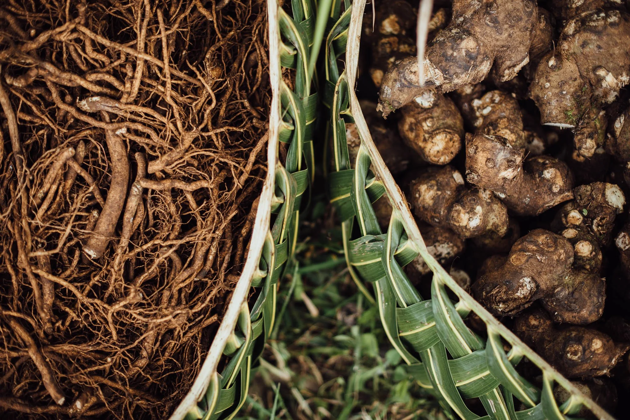 Purity and Quality — The Kava Society