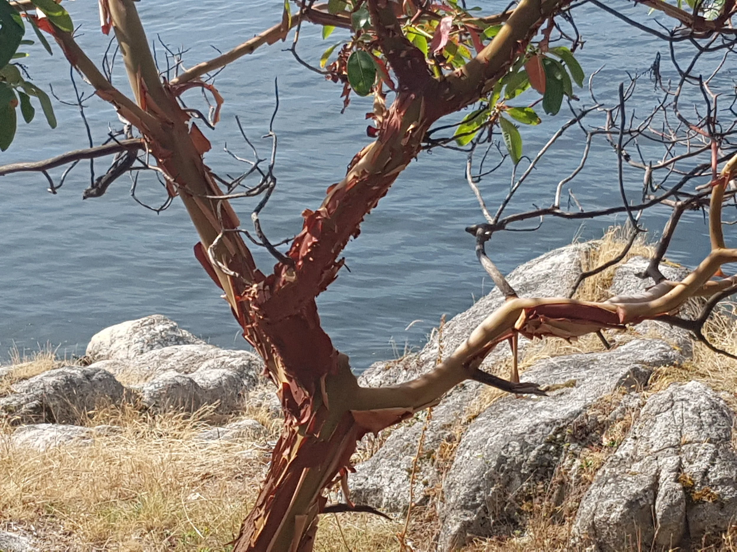 Arbutus Tree.jpg
