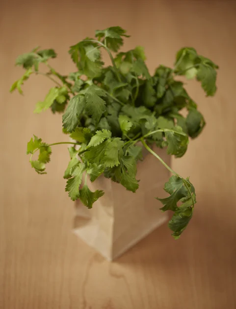 JProvost_cilantro_site.jpg