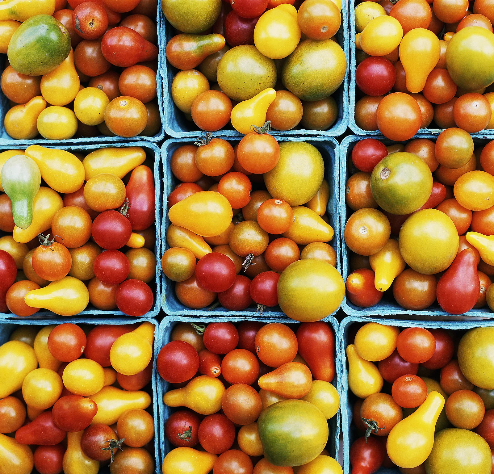 JProvost_heirloom_tomatoes_site.jpg