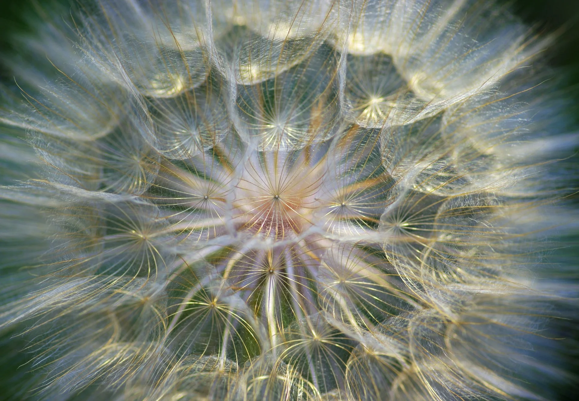 dandelion..jpg