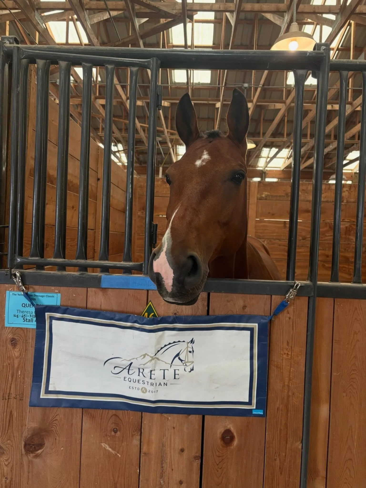 Very fun day warming up for our Yellowstone Dressage Classic 💜 running a horse show and competing two horses in it is a little&hellip; let&rsquo;s say&hellip; challenging 🤣 🤪 but&mdash; I had great rides on both the boys even as they worked throug