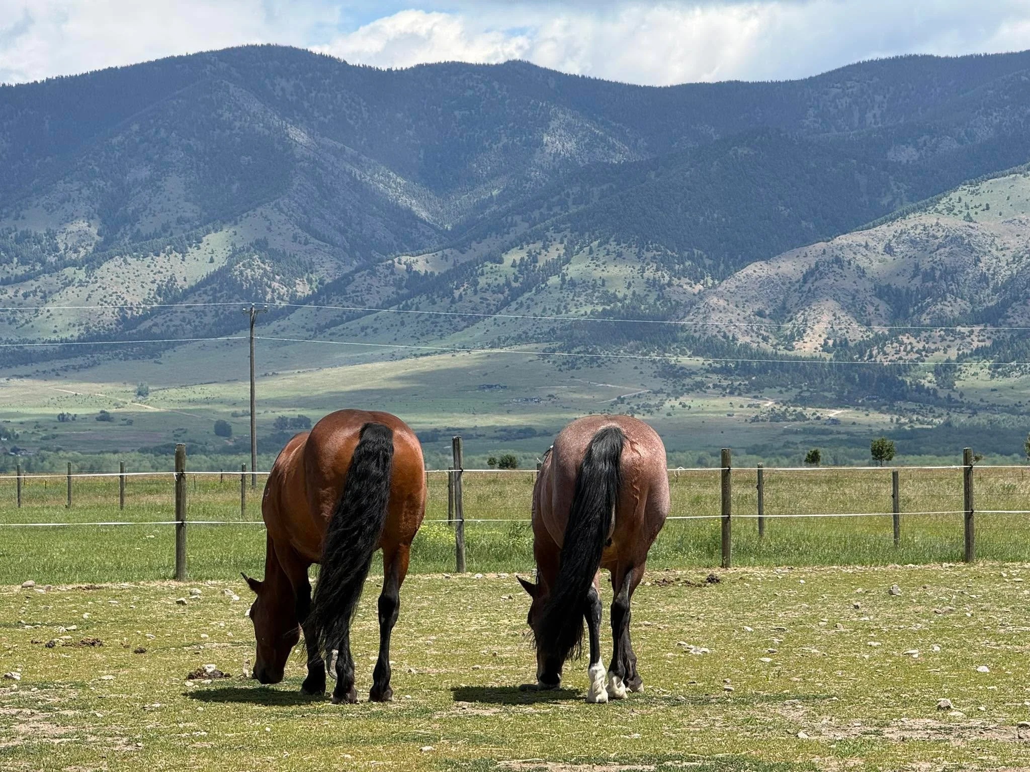What a view (the Bridgers and the equine posteriors)!